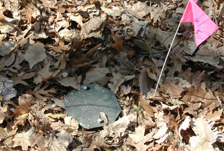 Pit Fall Trap